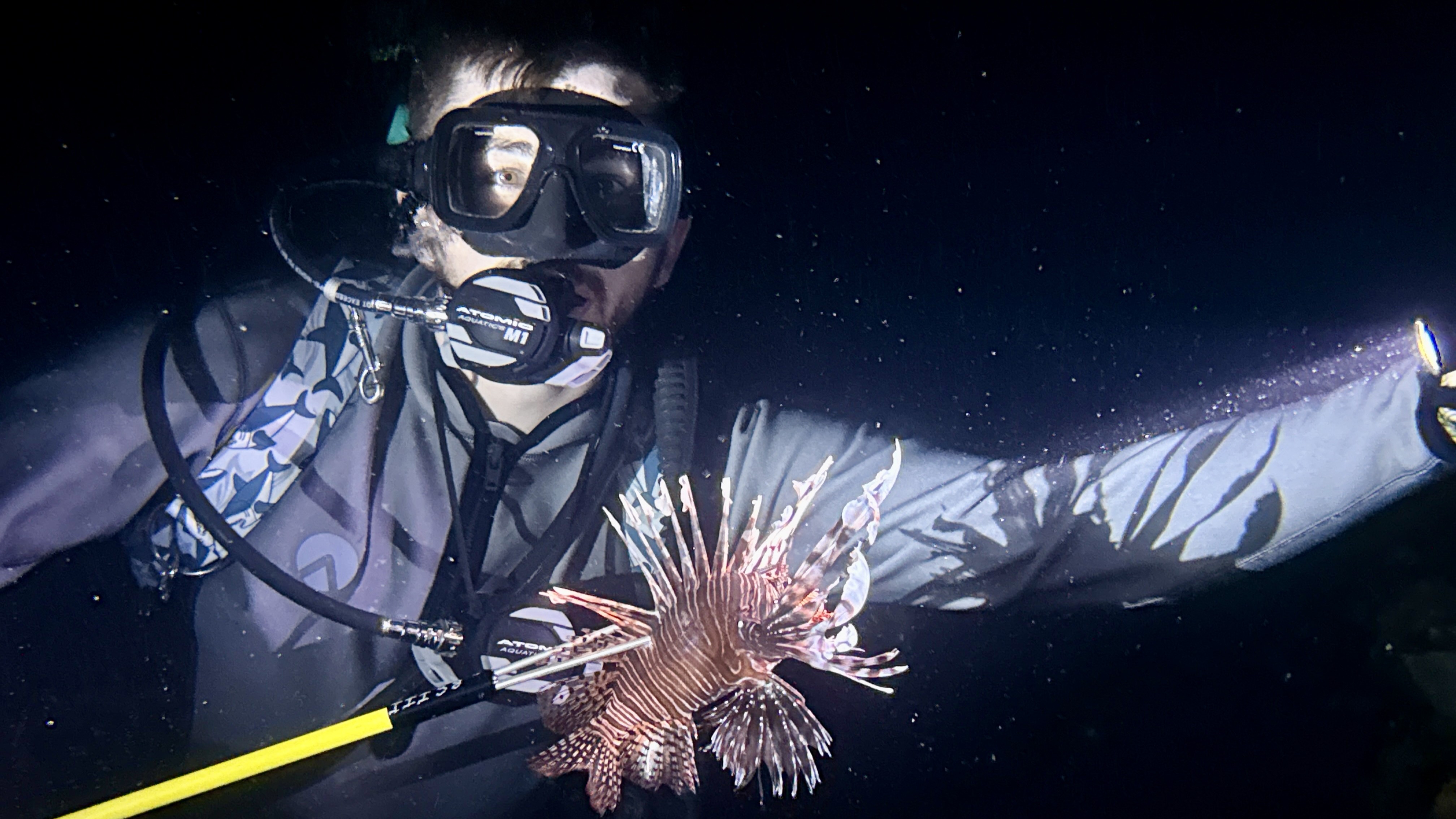Spearing lionfish